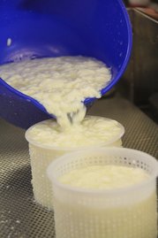 Nun können die Milchbruchstücke in Formen gefüllt werden. ©Elisabeth Heidegger/LK Niederösterreich