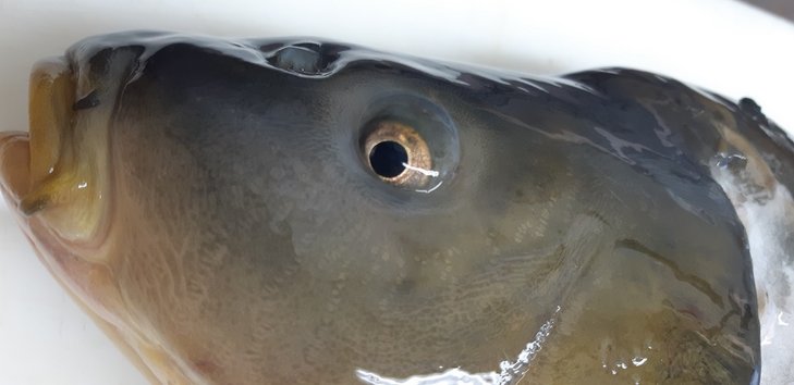 Frischezeichen sind helle und klare Augen