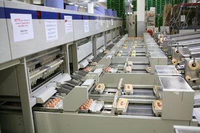 Eier auf Packstelle ©AMA Marketing