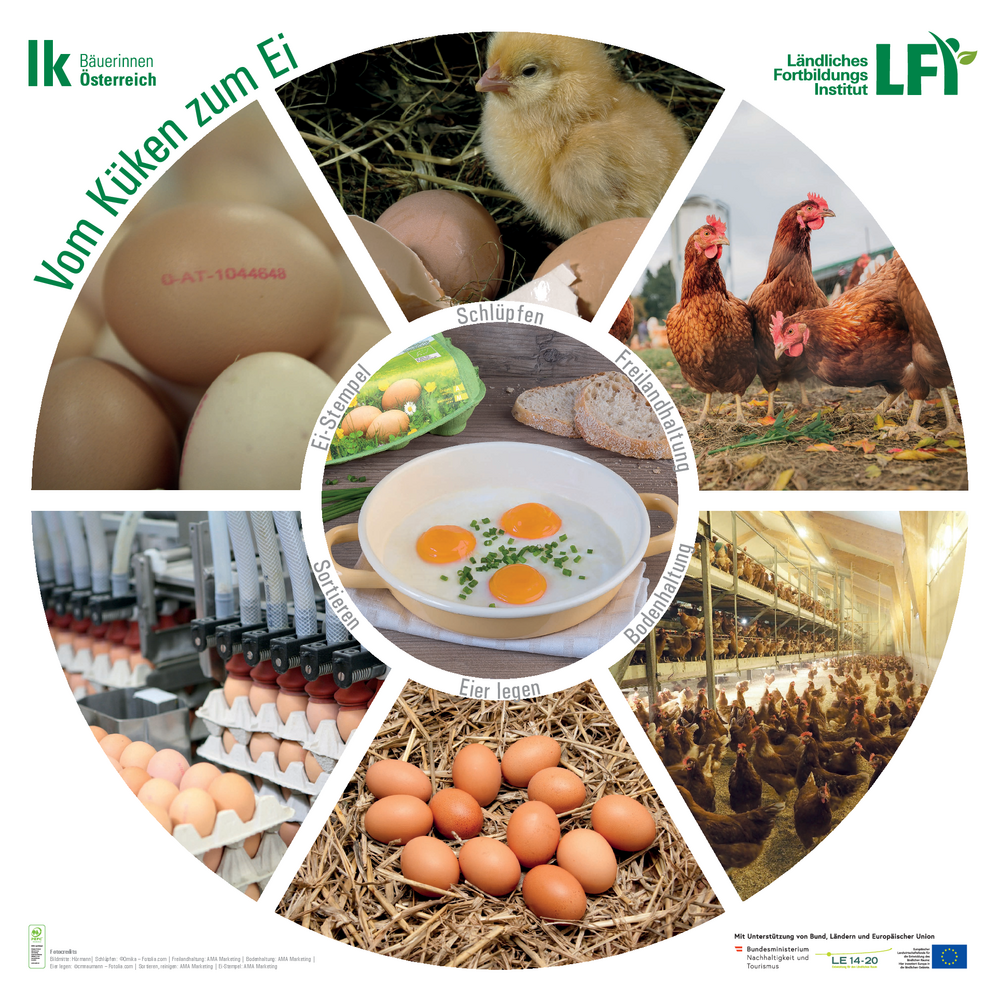 Plakat Vom Ei zum Huhn inklusive Erklärtext - Landwirtschaft verstehen