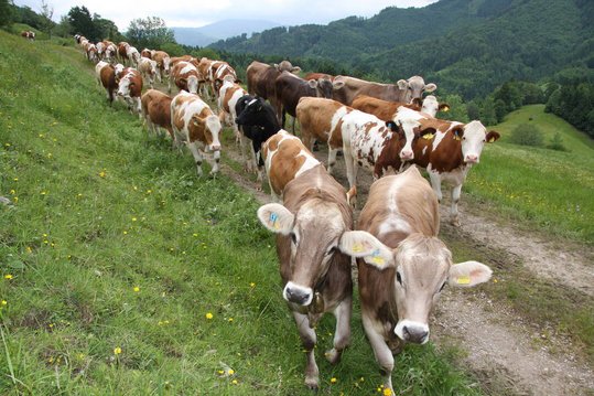 Rinder auf der Weide