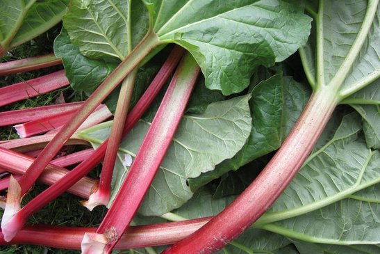 Um jährlich Rhabarber ernten zu können, müssen die Rhabarber-Pflanzen alle 10 Jahre an eine neue Stelle umgepflanzt werden. ©pixabay