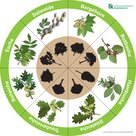 Baumlegekreis mit Bergahorn, Rotbuche, Hainbuche, Stieleiche, Traubeneiche, Roteiche, Esche und Salweide