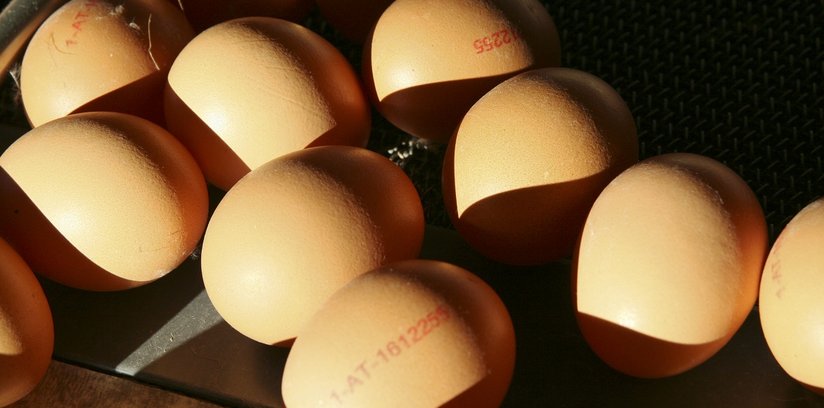 Eier mit Stempel in Produktion ©Paula Pöchlauer-Kozel/LK Niederösterreich