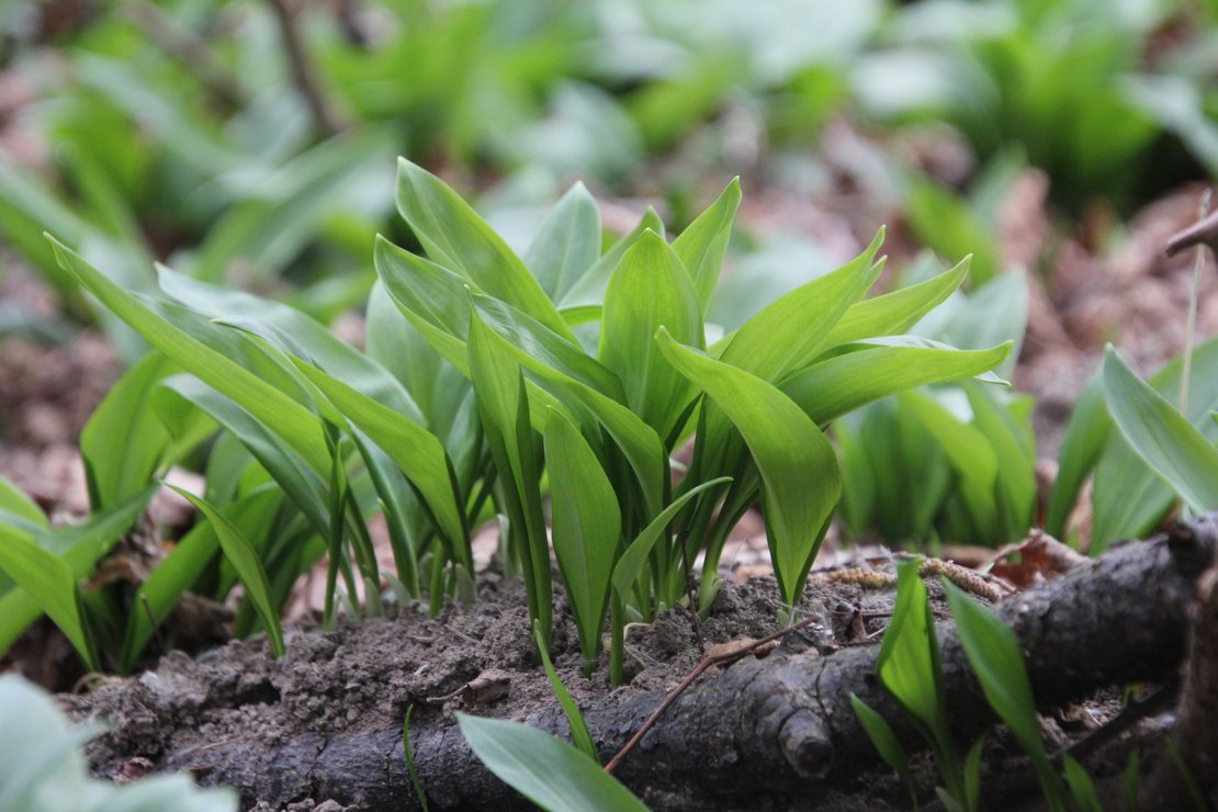 Bärlauchblätter in der Au ©Elisabeth Heidegger/LK Niederösterreich