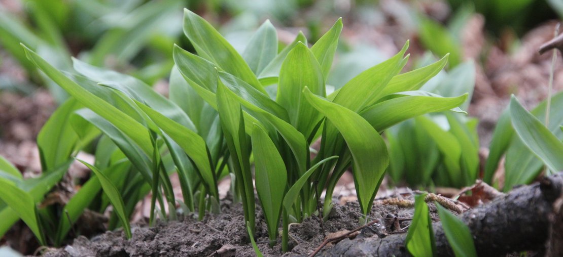 Bärlauchblätter in der Au ©Elisabeth Heidegger/LK Niederösterreich