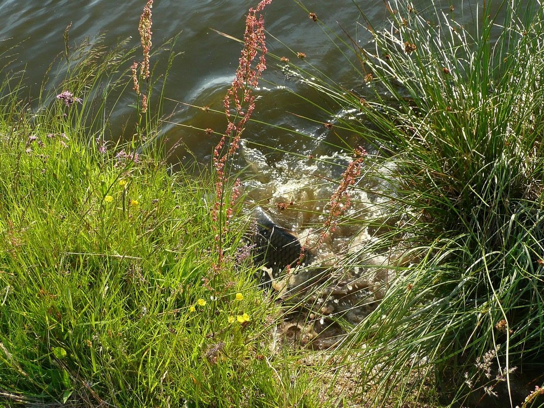 In der Natur erfolgt die Eiablage der Karpfen auf überschwemmten Wiesen. ©Günther Gratzl/Archiv Aqua