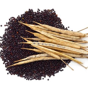 Dry rapeseed and seeds.