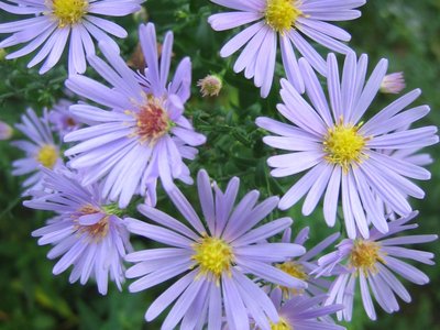 Herbstaster