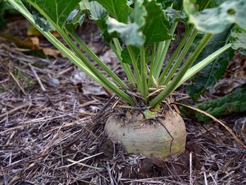 Zuckerrübe am Feld ©pixabay