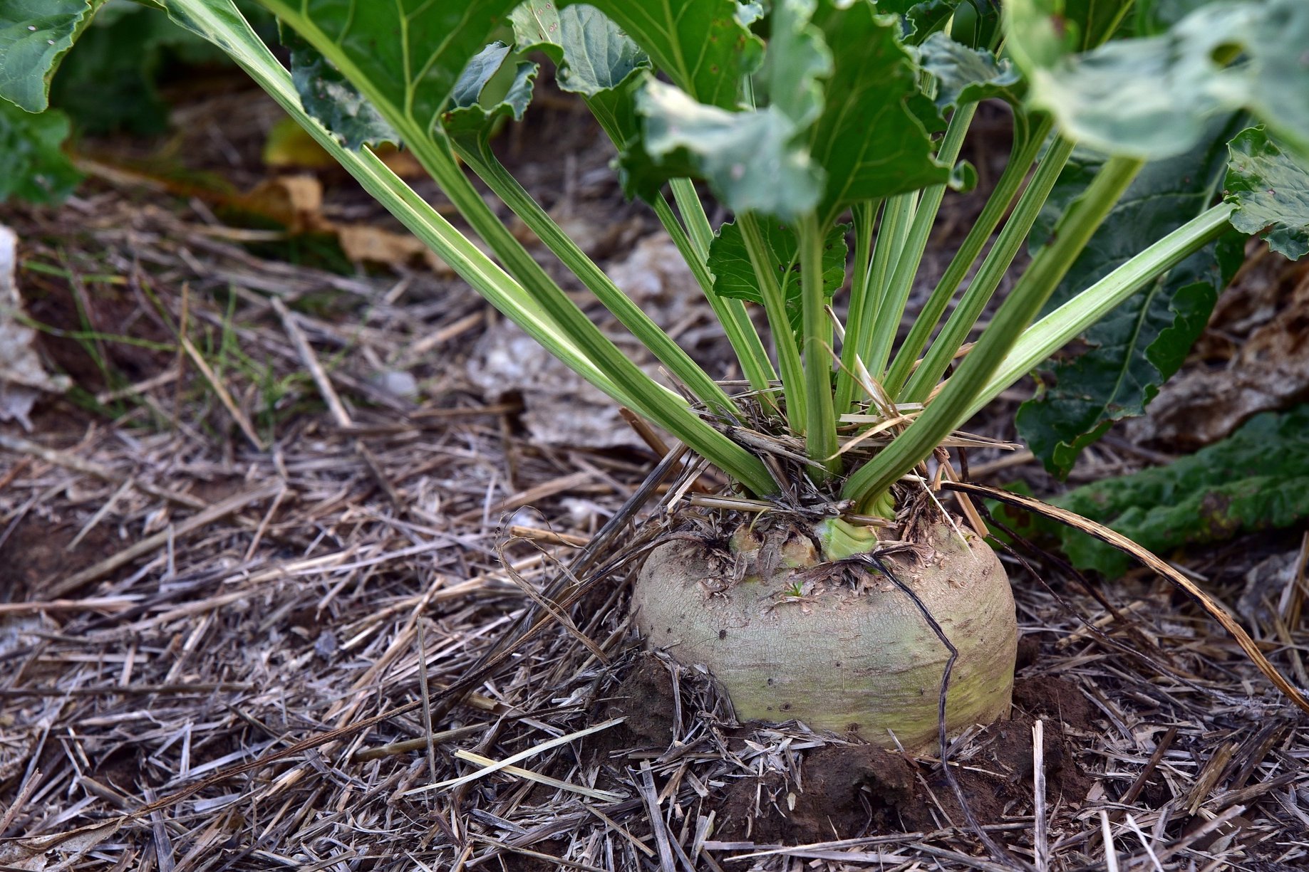 Zuckerrübe am Feld ©pixabay