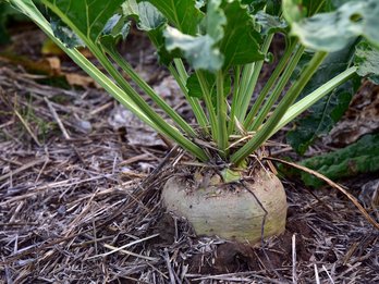 Zuckerrübe am Feld ©pixabay