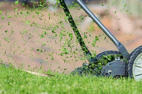 Der Boden bleibt unter einer Mulchschicht, z. B. aus Rasenschnitt, feucht und locker. ©pixabay