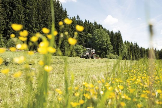 The Hay Harvest