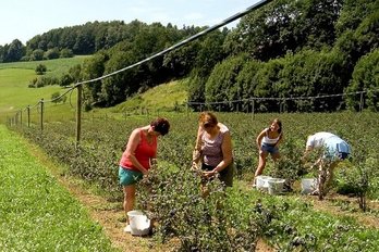 Heidelbeere ©AMA Marketing