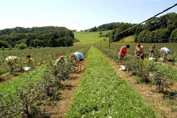 Heidelbeere ©AMA Marketing