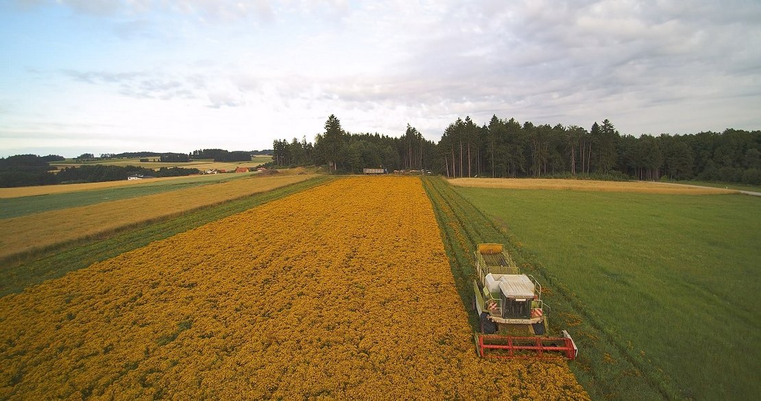 Johanniskrauternte bei dem Unternehmen Waldland
