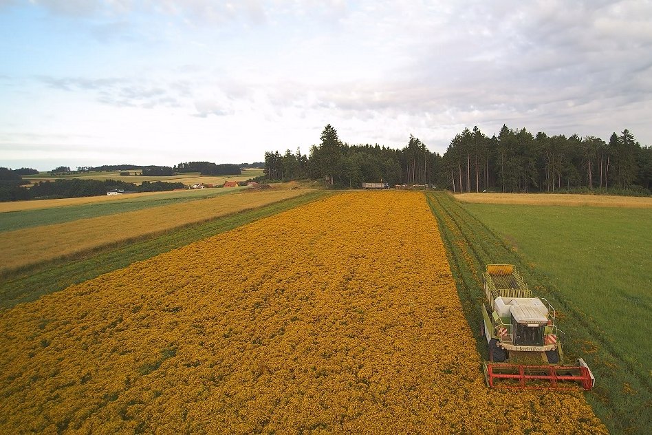 Johanniskrauternte bei dem Unternehmen Waldland
