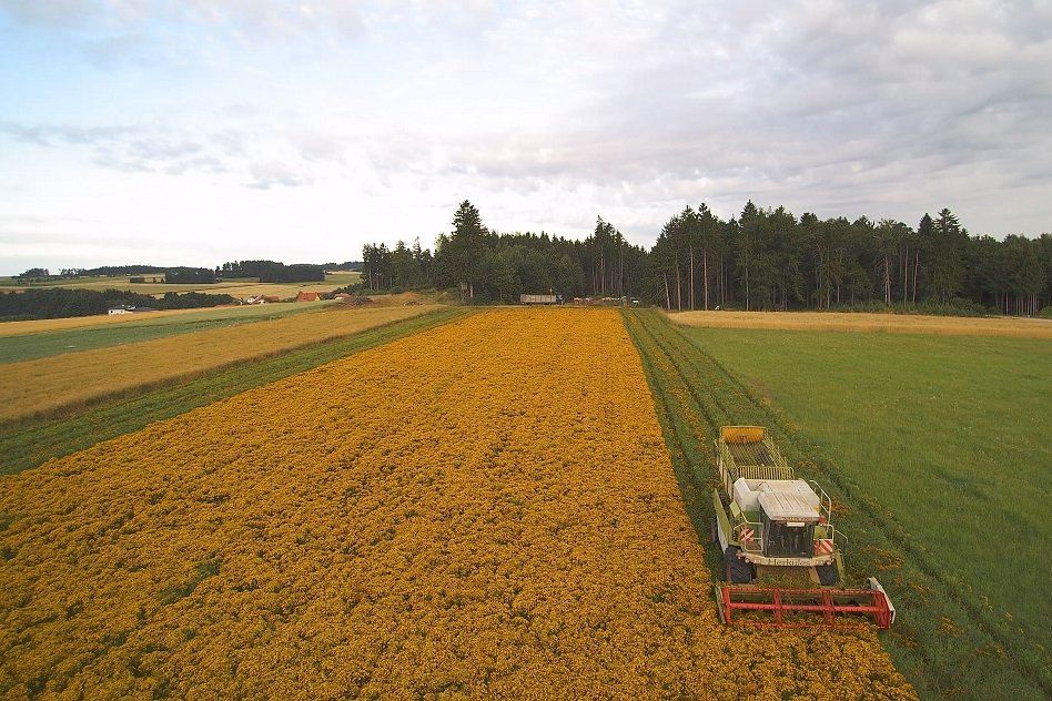 Johanniskrauternte bei dem Unternehmen Waldland