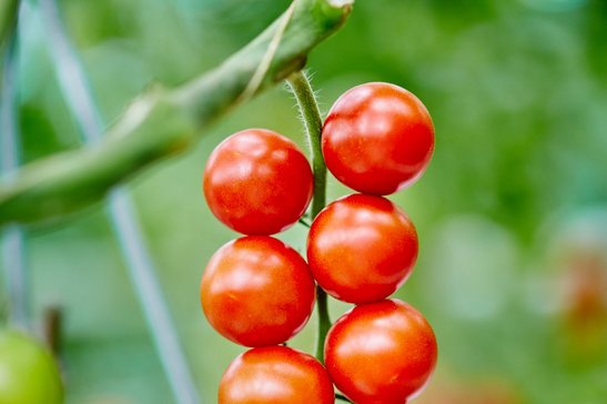 Gegen Ende der Gartensaison reifen vorhandene Früchte (z. B. von Paradeisern) besser aus, wenn die Pflanzenspitze gekappt wird. ©Franz Gleiß/LK Niederösterreich