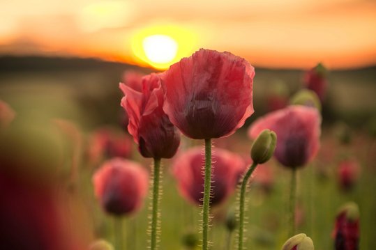 Blühendes Mohnfeld mit untergehender Sonne