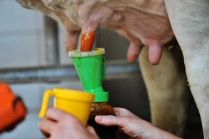 Zitzendesinfektion und -reinigung am Melkende mit jodhaltigem Mittel ©René van Bakel_asablanca.com/LK Niederösterreich