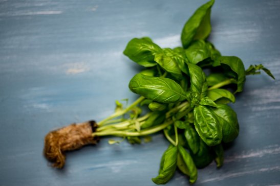 Nach den Eisheiligen können auch alle einjährigen Kräuter gepflanzt werden.