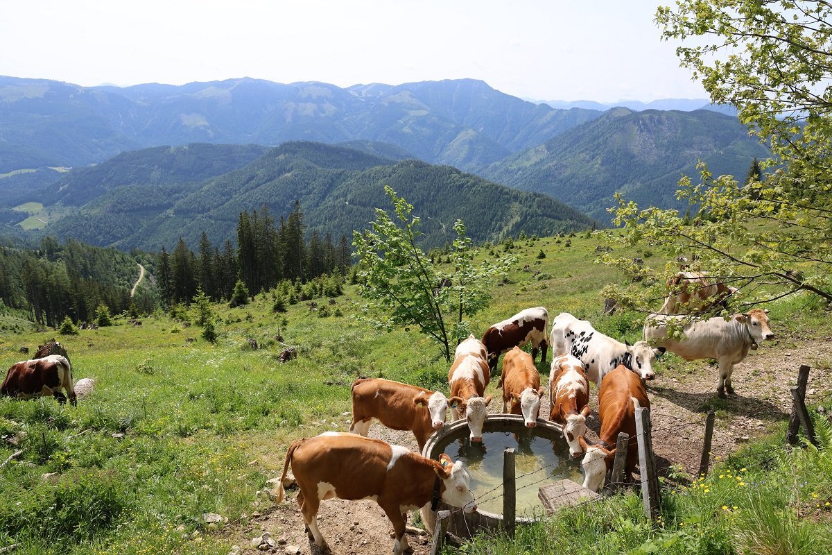 75. NÖ Almwandertag führt auf den Königsberg/Siebenhütten Titelimage