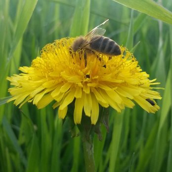 Biene auf Blüte ©Leo Kirchmaier/LK Niederösterreich