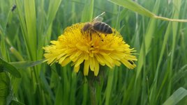 Biene auf Blüte ©Leo Kirchmaier/LK Niederösterreich