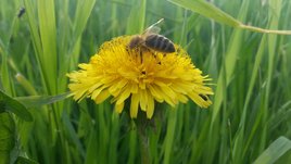 Biene auf Blüte ©Leo Kirchmaier/LK Niederösterreich