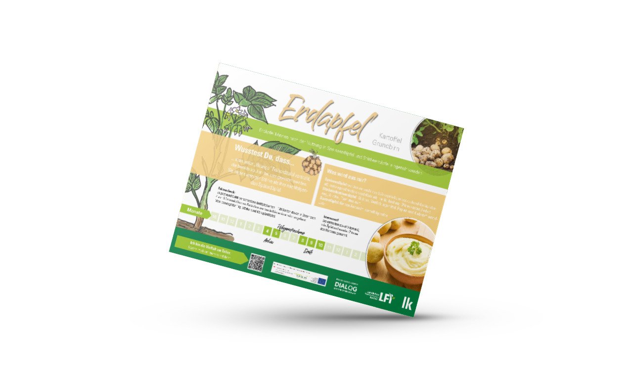 Erdapfel Kulturinfo Landwirtschaftliches Wissen im Querformat