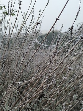 Lavendel im Winter