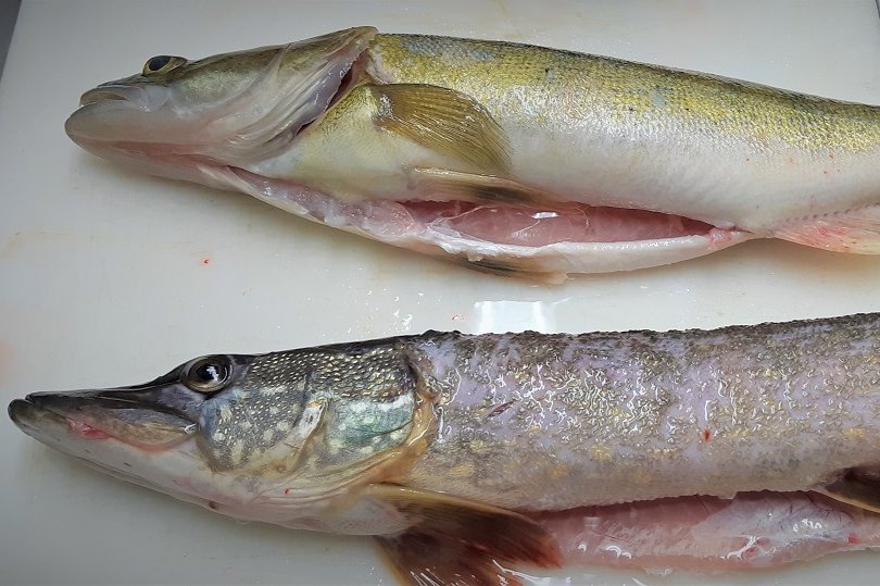 Zander und Hecht ©Elisabeth Heidegger/LK Niederösterreich