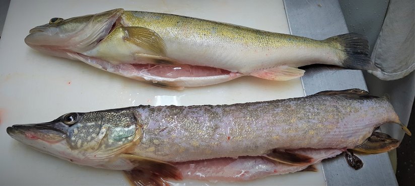 Zander und Hecht ©Elisabeth Heidegger/LK Niederösterreich