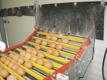 Ei-Produktion ©Paula Pöchlauer-Kozel/LK Niederösterreich