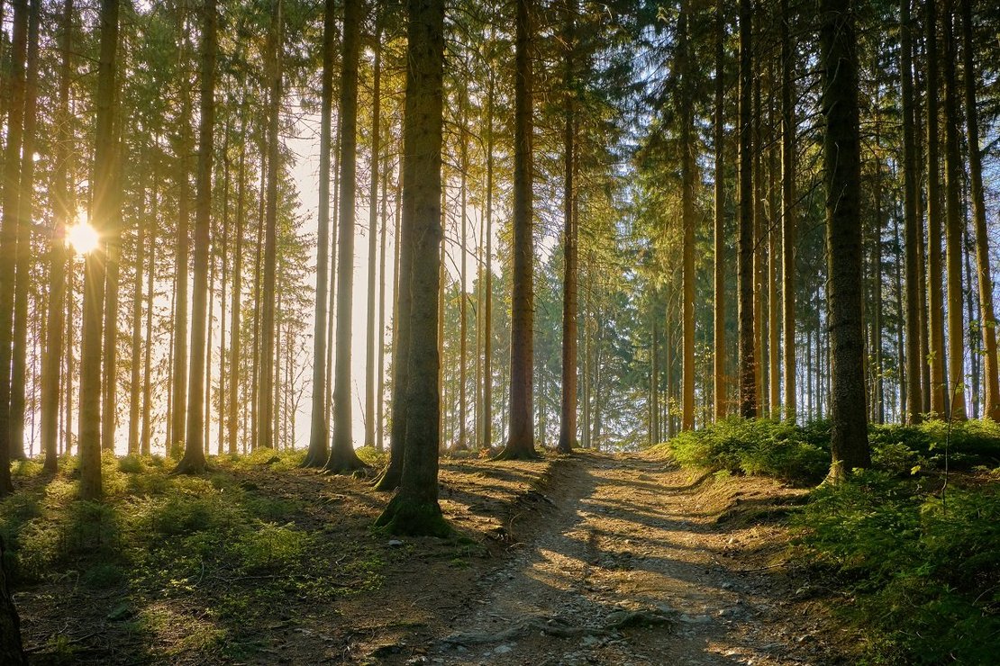 Nadelwald im Sonnenschein
