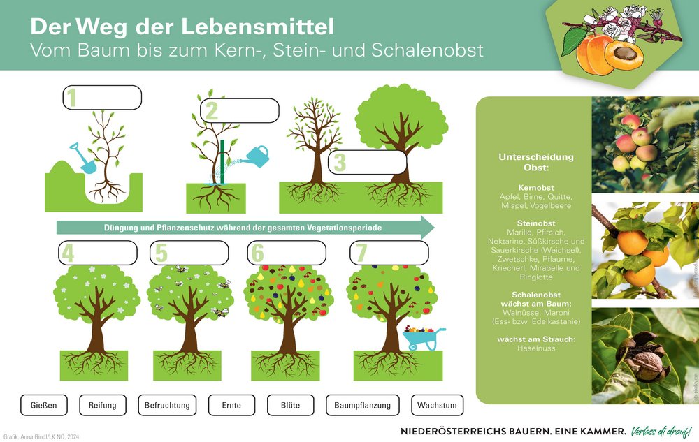 Arbeitsblatt Schule Weg der Lebensmittel von Kernobst, Schalenobst, Steinobst