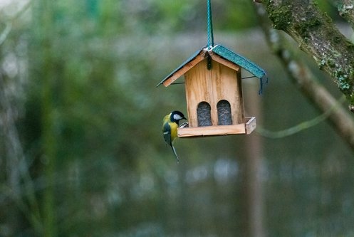 Vogelhäuschen ©pixabay