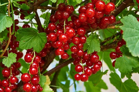 Ribiseln nur vollreif ernten. Unreife Früchte schmecken sauer und langweilig. ©pixabay