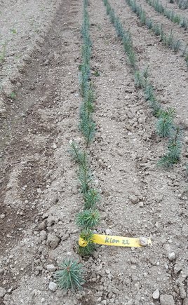 Verschulung Saatgut Nadelbaum in Baumschule