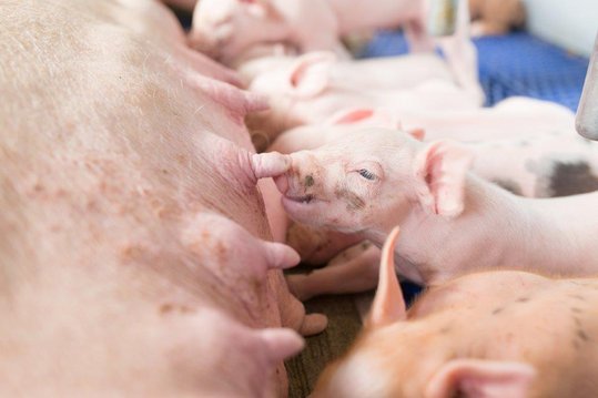 Ferkel saugen bei der Mutter im Schweinestall