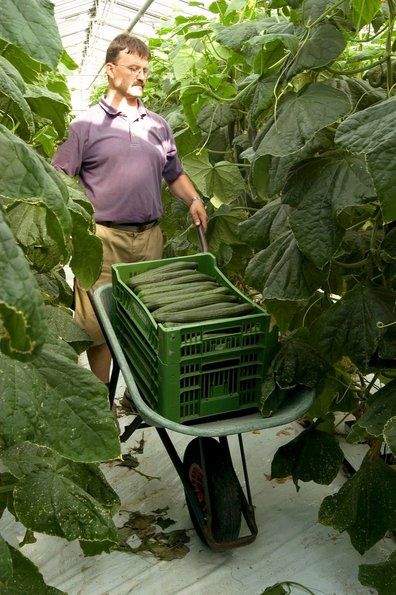 Händische Ernte der Salatgurken ©AMA Marketing