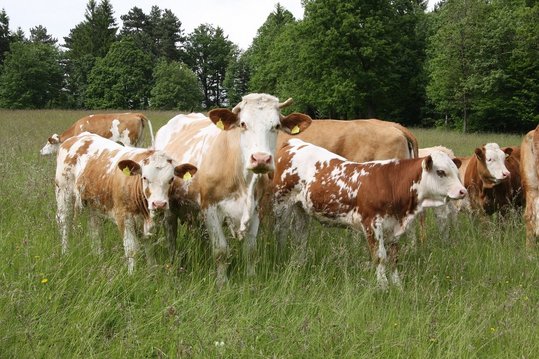 Rinder auf der Weide ©Paula Pöchlauer-Kozel/LK Niederösterreich