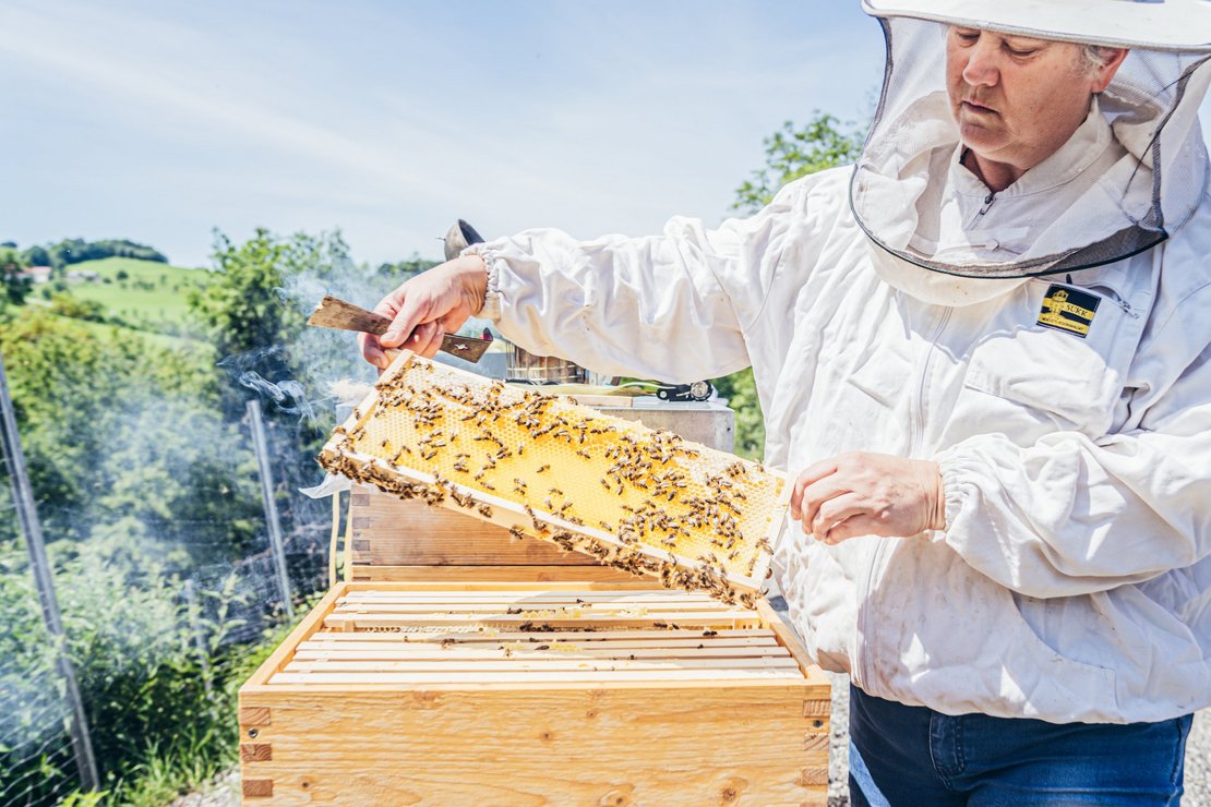 Imker holt Bienenwaben aus dem Bienenstock ©Georg Pomassl/LK Niederösterreich