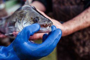 Person hält Zander in Händen. Zweite Person öffnet Fischmaul und zeigt Zähne von Zander.