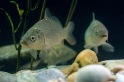 Zwei Karpfen schwimmen im Teich ©Florian Kainz/Archiv Aqua