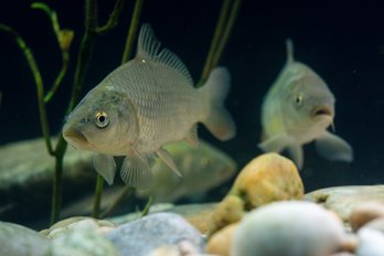 Zwei Karpfen schwimmen im Teich ©Florian Kainz/Archiv Aqua