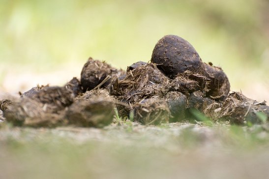 Abgelegener Pferdemist ist der ideale Dünger für die Starkzehrer im Gemüsegarten und Hochbeet.