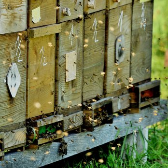 Bienenstöcke ©René van Bakel/asablanca.com